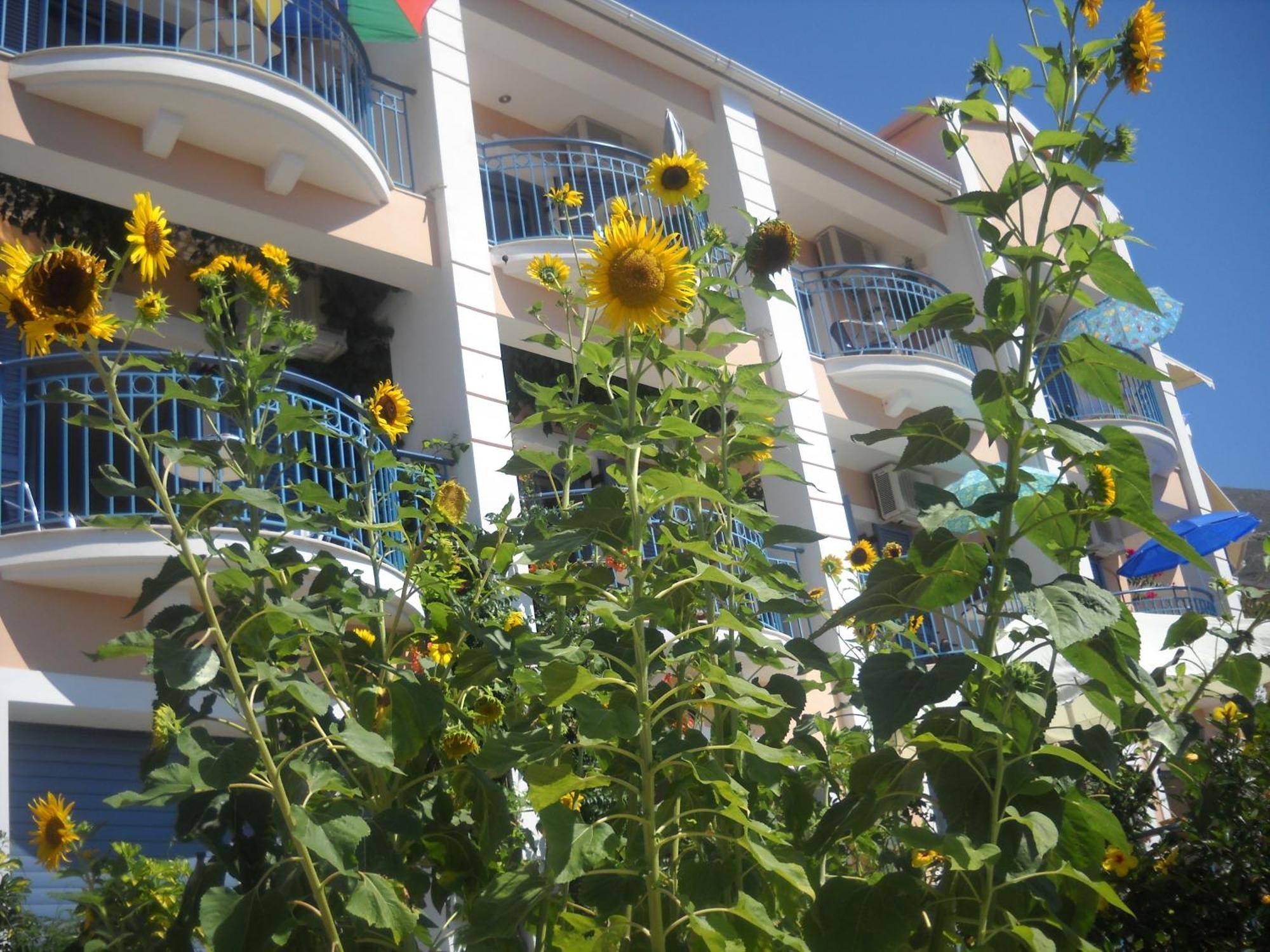 Olive Bay Hotel Agia Efimia Extérieur photo