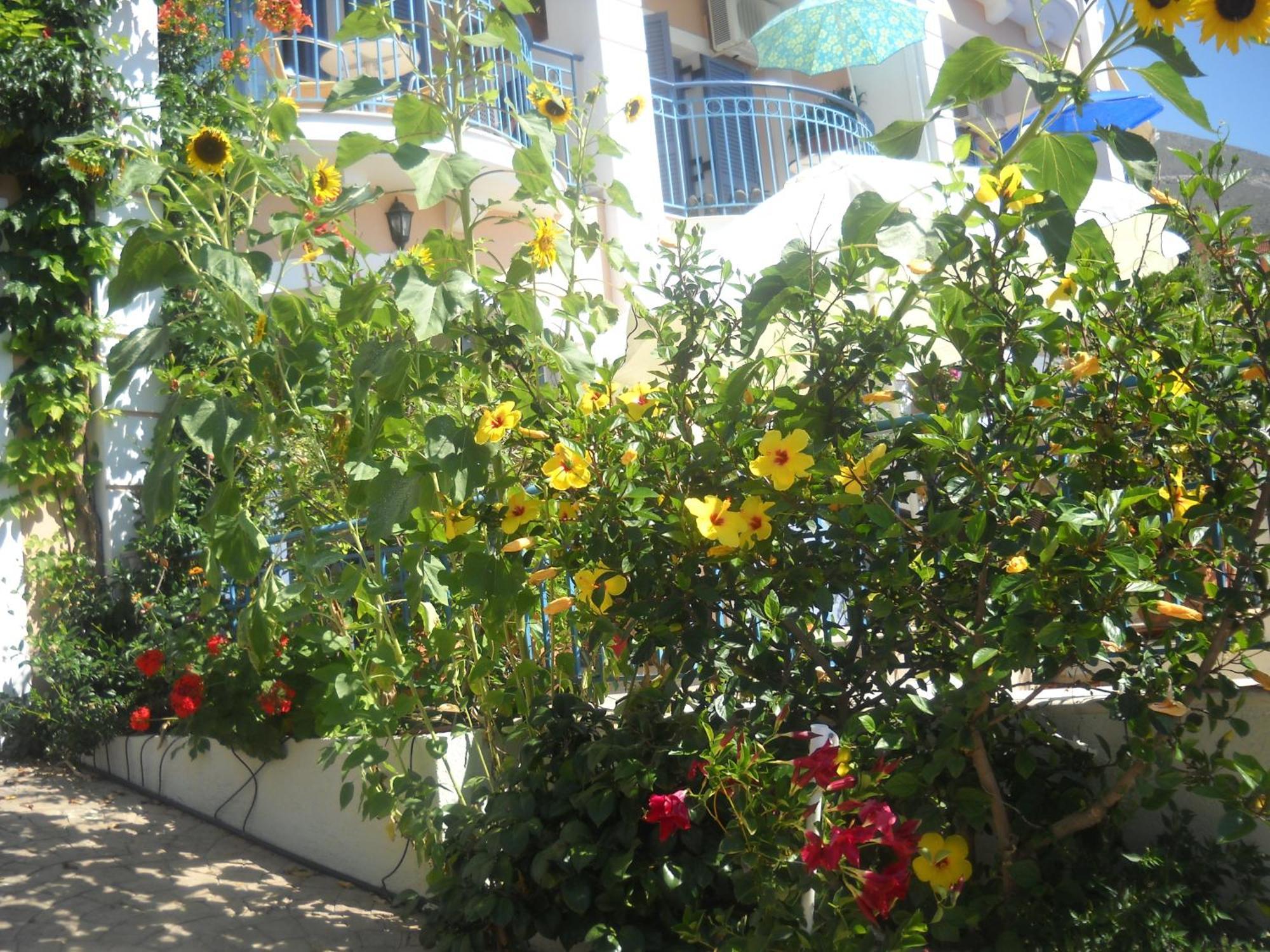 Olive Bay Hotel Agia Efimia Extérieur photo
